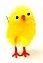 Baby Chick
